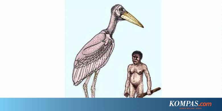 Fosil Bangau Raksasa Ditemukan Di Flores