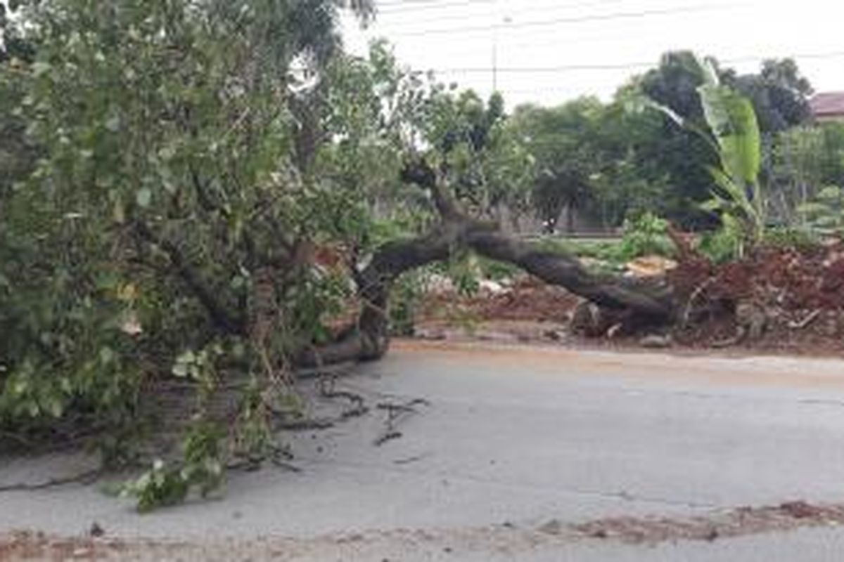 Pohon tumbang di Jalan Lentenh Agung, Jakarta Selatan, Minggu (15/3/2015) siang.