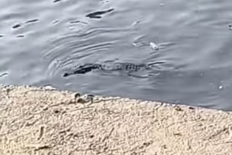 Buaya Muncul di Sungai Jagir Surabaya, Intai Pemancing