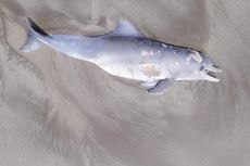 Kronologi Lumba-lumba Mati Terdampar di Pantai Tapanuli Selatan, Saksi Mata: Sebelumnya Ada Ribuan Ekor di Pinggir Pantai