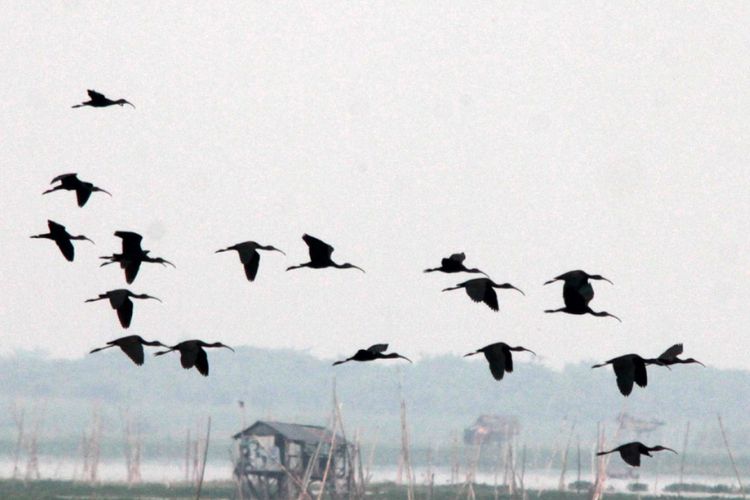 Ibis rokoroko yang terbang di atas Danau Limboto.