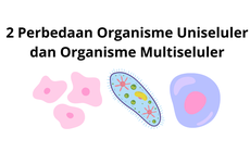 2 Perbedaan Organisme Uniseluler dan Organisme Multiseluler