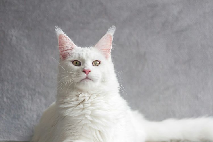 Ilustrasi ras kucing Maine coon.