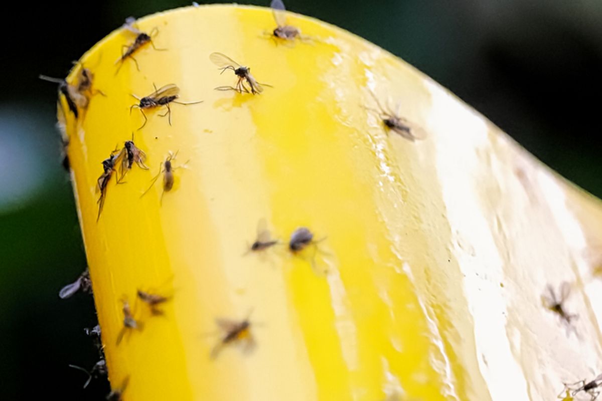 Ilustrasi membasmi agas atau lalat buah dengan perekat. 
