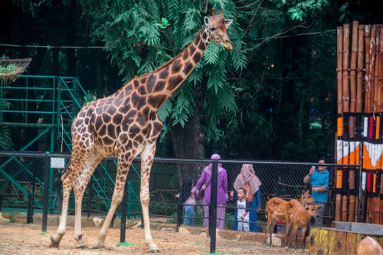 Jerapah di Kebun Binatang Surabaya, salah satu destinasi wisata alam Surabaya.
