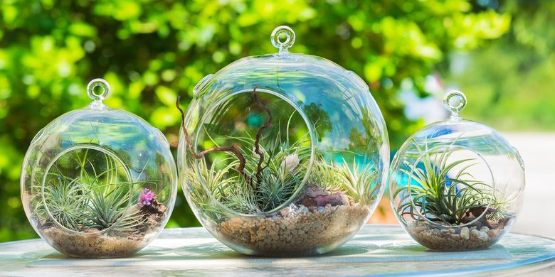 Ilustrasi Terrarium