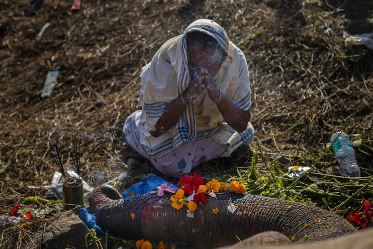 Seorang wanita berdoa untuk salah satu gajah liar yang tewas ditabrak kereta api di Durung Pathar, Negara Bagian Assam, India, Rabu (1/12/2021). Dua gajah liar mati ditabrak kereta pada Selasa (30/11/2021) malam waktu setempat.