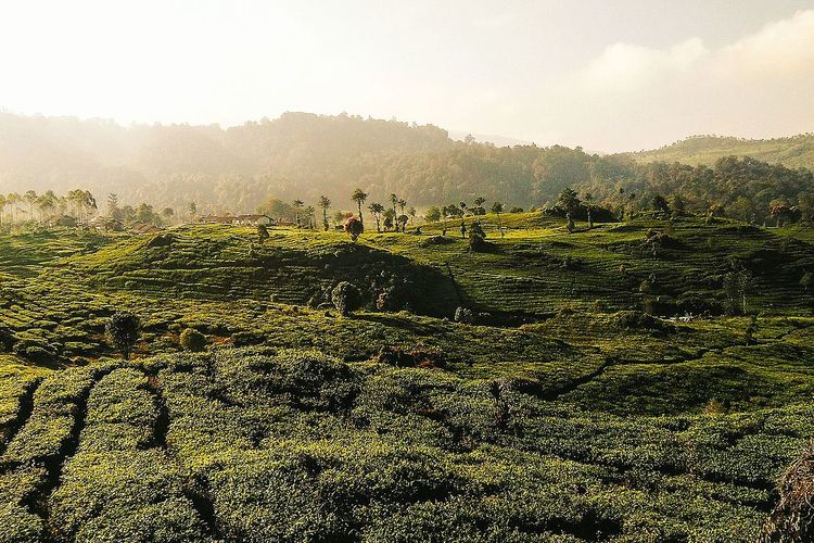 Kebun Teh Rancabali, salah satu destinasi wisata Bandung Selatan yang dapat dikunjungi.