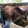 Prabowo Kurban Sapi Limosin 1,1 Ton Seharga Rp 110 Juta di Sukabumi