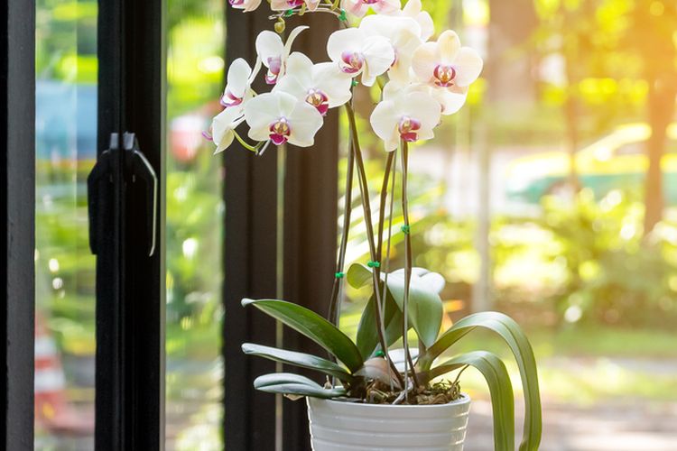 Ilustrasi anggrek ngengat atau moth orchid (Phalaenopsis spp.)