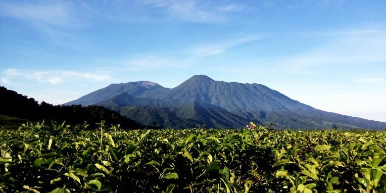 Puncak Gunung Gede dan Gunung Pangrango dapat terlihat dengan jelas dari Gunung Kencana, Jumat (6/5/2016). Di jalur pendakian ke Gunung Kencana banyak sekali ditemukan perkebunan teh nan hijau di sisi kiri dan kanan jalan.