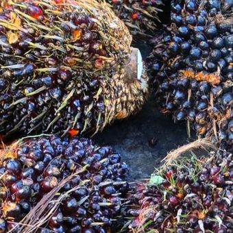 Ketidakpastian menghantui ratusan petani kelapa sawit mitra plasma dan swadaya di Kabupaten Berau, Kalimantan Timur. Mereka menjerit akibat praktik penetapan harga Tandan Buah Segar (TBS) yang tak menentu oleh PT Berau Agro Asia (BAA), sebuah pabrik kelapa sawit (PKS) yang beroperasi tanpa kebun inti. Sepanjang Mei 2025. Senin (26/5/2025)