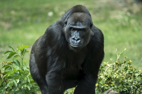 Kebun Binatang Toronto Larang Pengunjung Tunjukkan Video di Ponsel ke Gorila