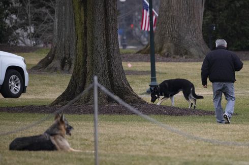 Gigit Orang, 2 Ekor Anjing Biden Dipulangkan dari Gedung Putih