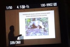 Gajah Mati dengan Gading Terpotong