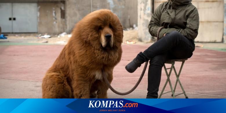 Singa Di Sebuah Kebun Binatang China Ternyata Seekor Anjing