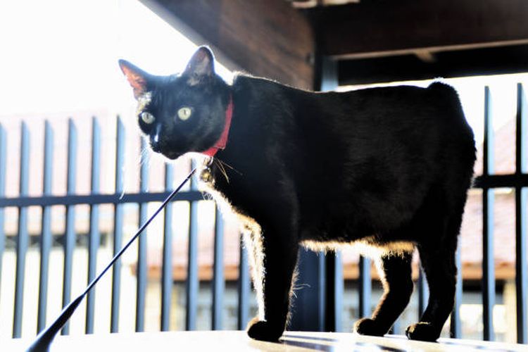 Ilustrasi ras kucing Japanese Bobtail hitam.