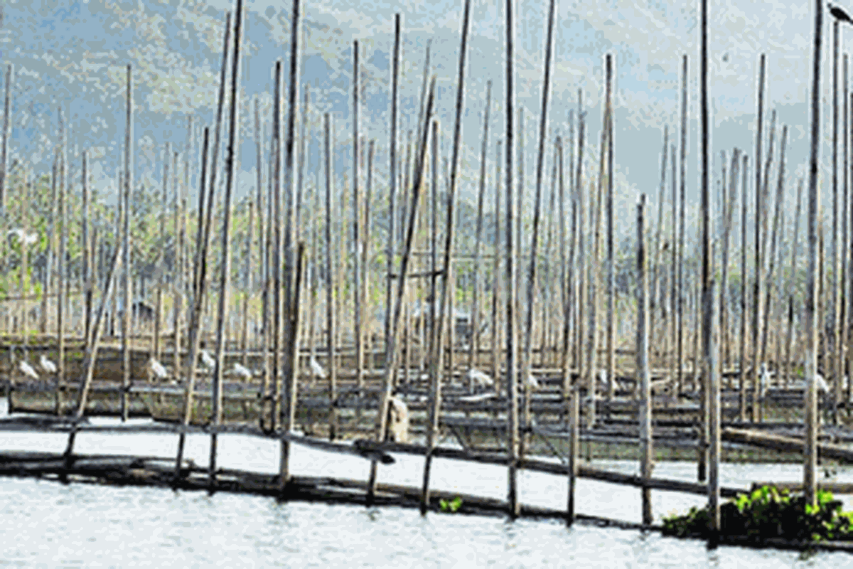 Dua ekor elang bondol bertengger di batang bambu karamba di Danau Limboto, Gorontalo, Jumat (5/10/2012). Selain elang bondol, banyak burung yang mencari ikan di Danau Limboto, di antaranya jenis layang api, kuntul kecil, kirik-kirik australia, dan cangak merah. Keberadaan burung tersebut menjadi atraksi tersendiri di tengah danau.