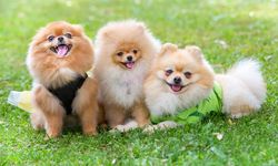 Sering Dikira Agresif, Begini Cara Tepat Melatih Anjing Pomeranian