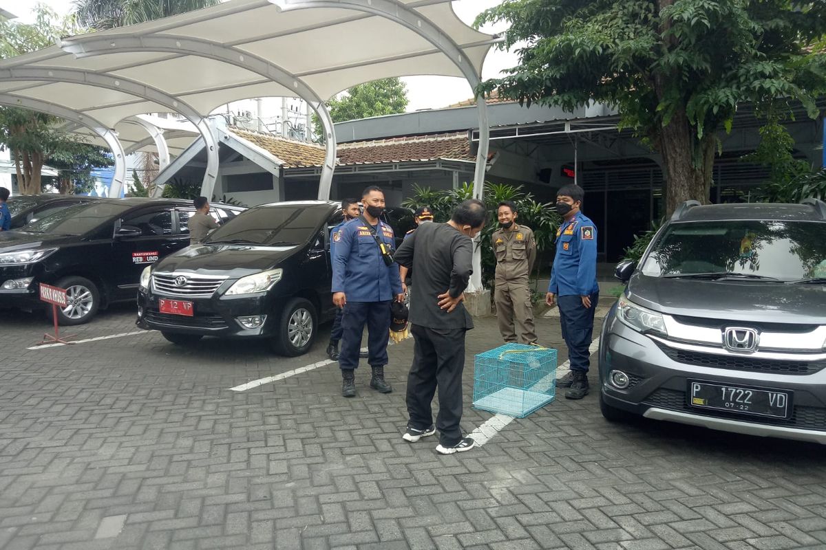 Petugas saat berkoordinasi menangkap monyet 