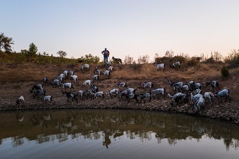 Kambing Jadi Solusi Mengatasi Kebakaran Lahan di Portugal, Bisa Kita Tiru?