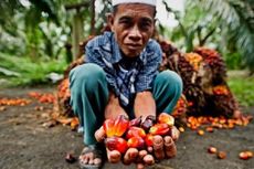 Kebun Sawit Wilmar Eksploitasi Buruh Anak, Terutama di Indonesia