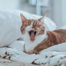 Bukan Sakit Gigi, Ini Penyebab Bau Mulut pada Kucing 