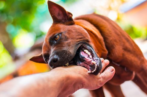 Demam Setelah Digigit Anjing, Waspadai Gejala Infeksi