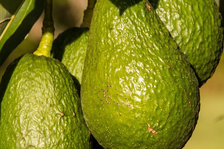 Ilustrasi menanam alpukat, buah alpukat di pohon. 