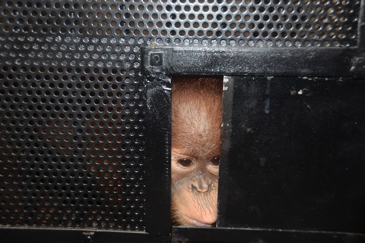 Satu dari dua orangutan sumatera (Pongo abelii) hasil penyelundupan yang dikembalikan dari Malaysia ke Indonesia melalui Bandar Internasional Kuala Namu, beberapa waktu lalu. 