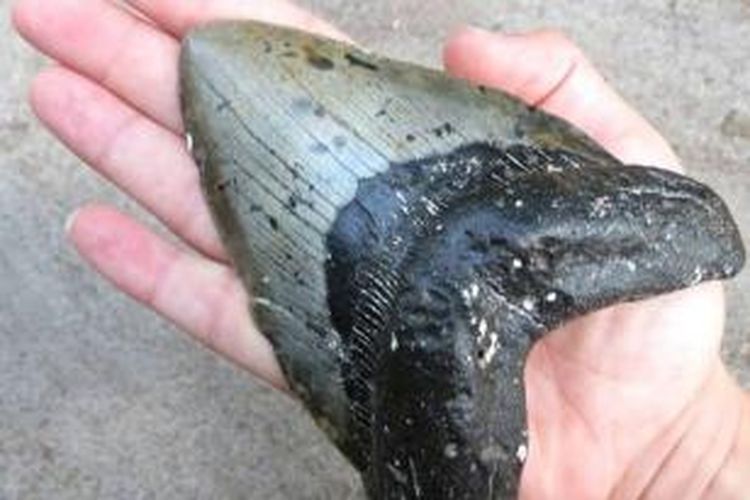 Gigi hiu kuno berusia ratusan juta tahun ditemukan di pantai North Carolina, Australia.