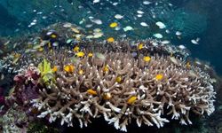 Masih Adakah Kehidupan Laut Dalam yang Belum Pernah Ditemukan?