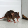 3 Cara Pakai Minyak Peppermint untuk Usir Tikus dari Rumah