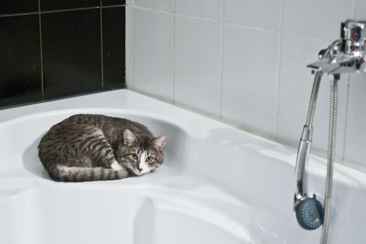 Ilustrasi kucing berada di kamar mandi.