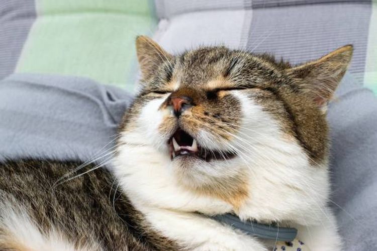 Apa yang Dimimpikan Kucing dan Anjing Saat Tidur? Ini Kata Peneliti
