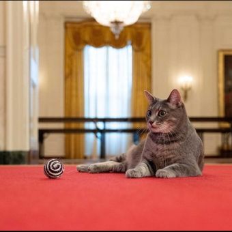 Kucing Willow milik Presiden Joe Biden yang tinggal di Gedung Putih.