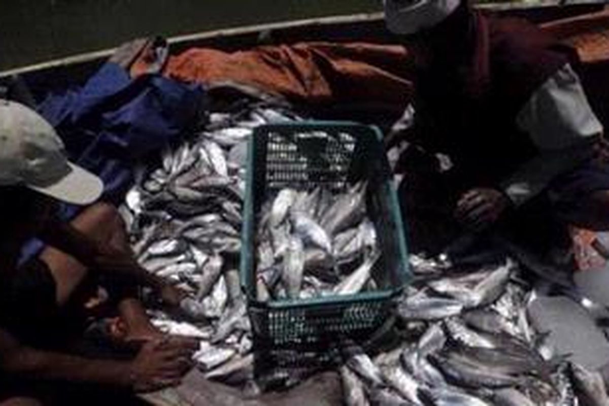 Ilustrasi ikan Bandeng