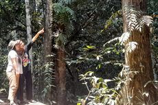 Srikandi Dalam Pusaran Mata Air Terakhir di Hutan Lindung Gambut