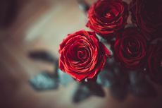 5 Kesalahan dalam Menanam Mawar, Membuat Bunga Gagal Mekar