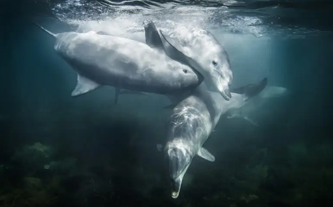Rescued Dolphins Swim Free from Indonesia Sanctuary