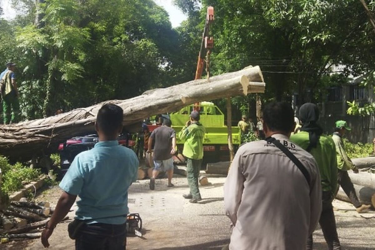Pohon yang tumbang hingga timpa mobil Toyota Fortuner di depan rumah capres nomor urut 2 Prabowo Subianto di Jalan Sriwijaya, Jakarta Selatan, masih dievakuasi.