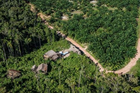 Kisah Pilu Habisnya Hutan Adat di Papua demi Perluasan Lahan Kelapa Sawit...