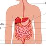 Sistem Pencernaan Manusia: Organ dan Kelenjar Pencernaan