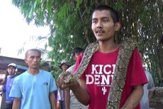 Geger Temuan Ular Sanca 4 Meter, Dikira Bambu yang Melintang di Jalan