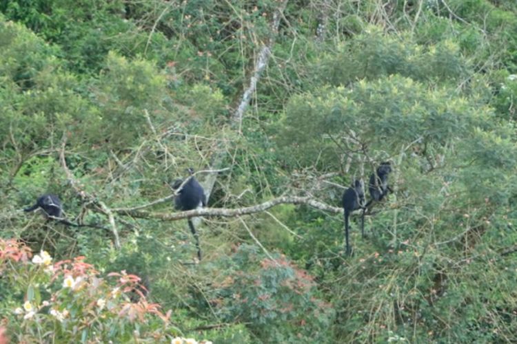 Kumpulan lutung yang turun dari lereng Gunung Ungaran, di pagi hari mereka mulai mencari makan, Kamis (29/3/2018).