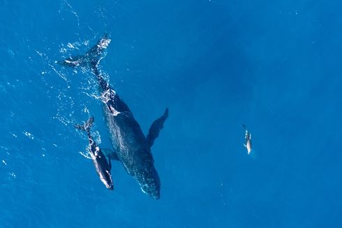 Bernilai Fantastis, Berikut Kegunaan Muntahan Ikan Paus Sperma