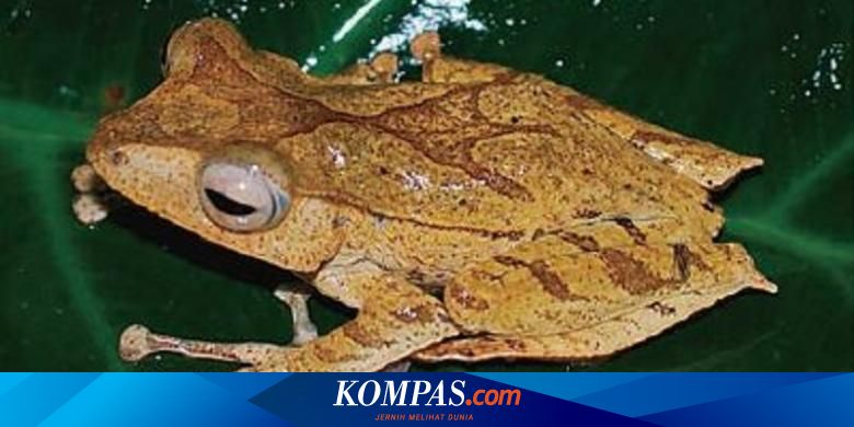 Jenis Baru Katak Pohon Ditemukan Di Sumatera Punya Tanduk Halaman All Kompas Com