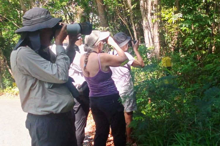 Wisatawan minat khusus mulai berdatangan ke Pulau Flores, NTT untuk mengamati burung-burung endemik Flores mulai dari Labuan Bajo sampai seluruh Pulau Flores, Sabtu, (1/10/2022). (KOMPAS.com/DOK PEMANDU WISATA BURUNG FLORES-SAMUEL RABENAK)