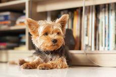 5 Rekomendasi Ras Anjing Berukuran Kecil yang Menggemaskan untuk Dipelihara