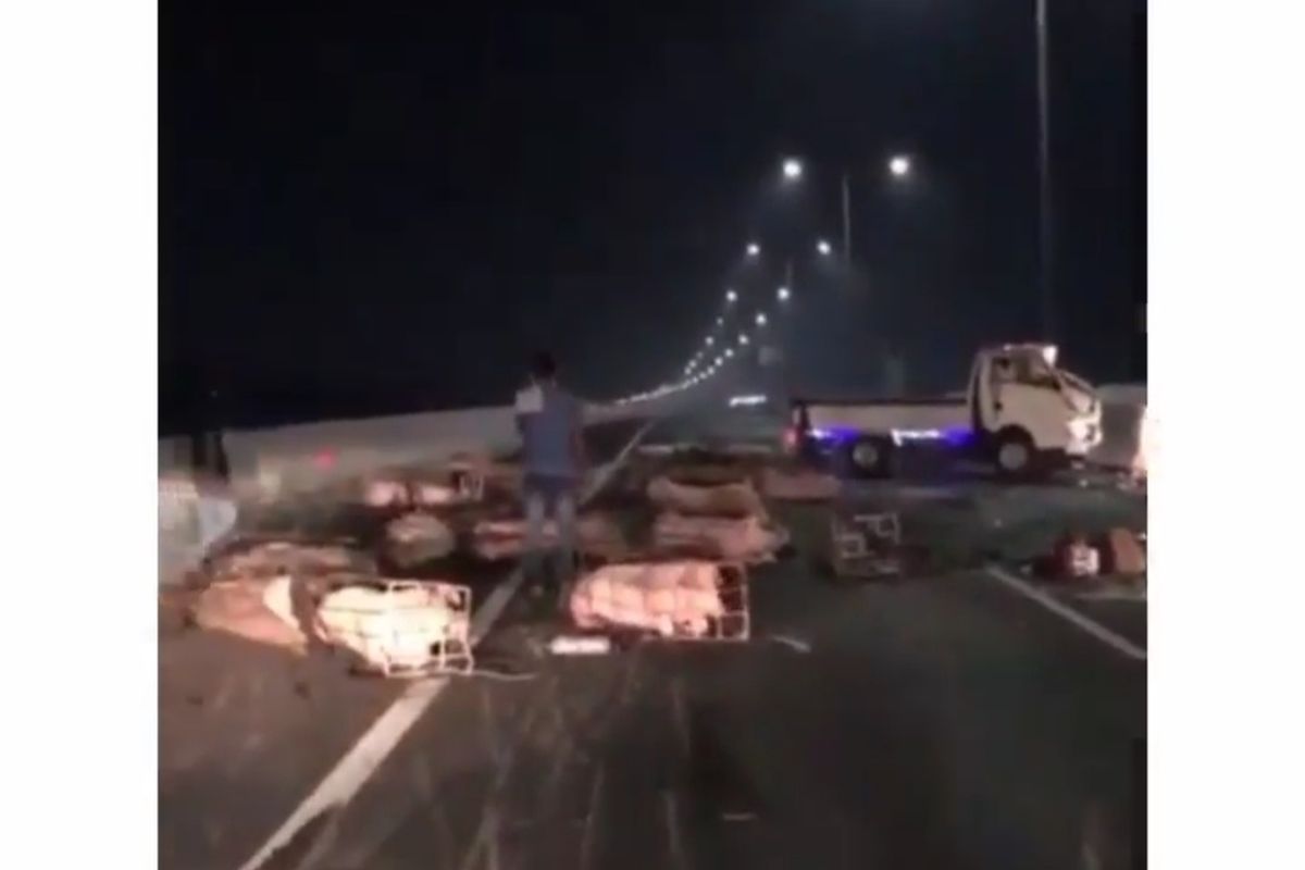 Kecelakaan mobil ternak terjadi di di Jalan Tol Mohamed Bin Zayed (MBZ) Km 20+400 arah Jakarta, Kamis (8/7/2021) malam. Babi-babi terguling.
